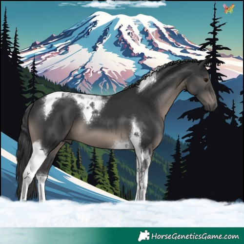 Horse Color:Black Tobiano