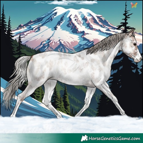 Horse Color:Silver Blue Onyx Roan Sabino Appaloosa