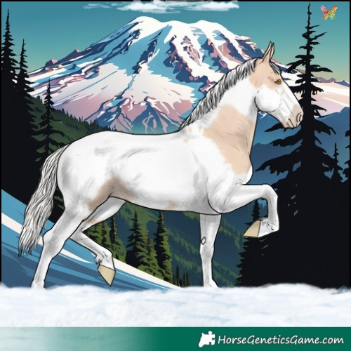 Horse Color:Silver Classic Champagne Dun Tobiano Frame