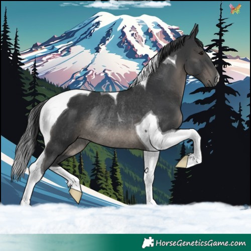 Horse Color:Black Tobiano Rabicano 
