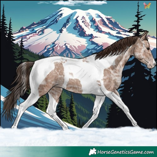 Horse Color:Classic Champagne Ice Tobiano 