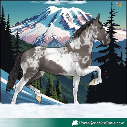 Horse Color:Smoky Grullo Ice Tobiano 