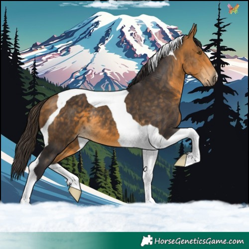Horse Color:Buckskin Tobiano 