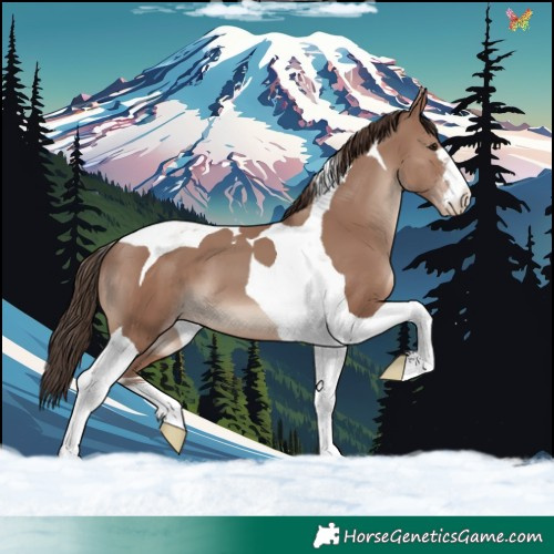 Horse Color:Classic Champagne Tobiano 