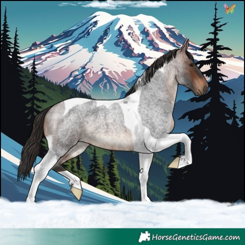 Horse Color:Brown Roan Tobiano