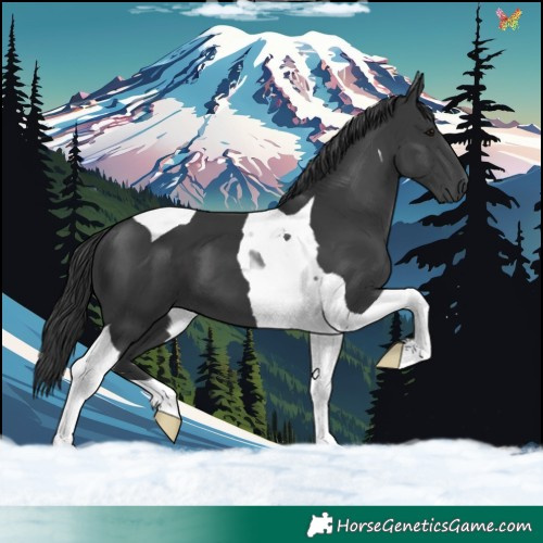 Horse Color:Black Tobiano 