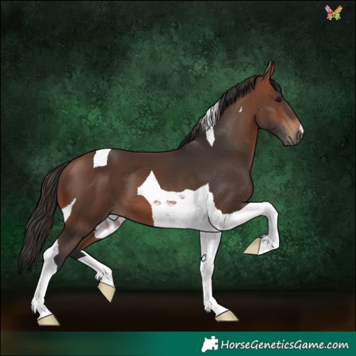 Horse Color:Brown Tobiano 
