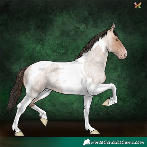 Horse Color:Amber Champagne Roan Tobiano