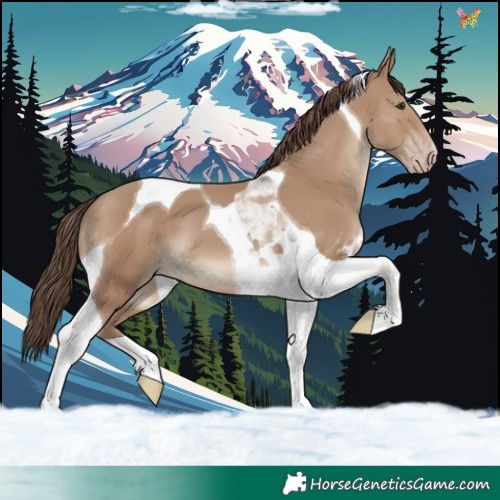 Horse Color:Classic Champagne Tobiano