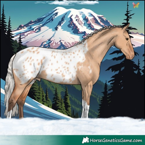 Horse Color:Silver Bay Dun Tobiano Appaloosa