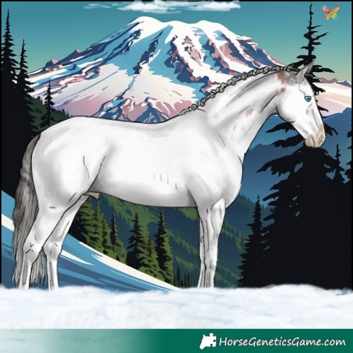 Horse Color:White Spotted Grullo Splash Tobiano Appaloosa 