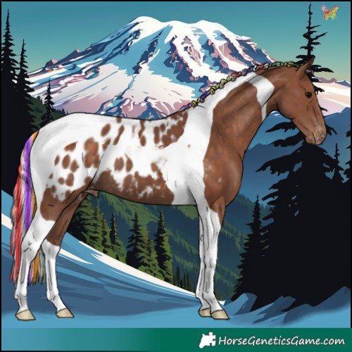 Horse Color:Painted Silver Black Tobiano Appaloosa