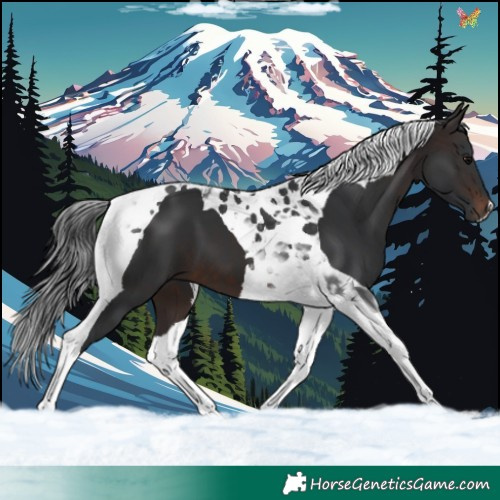 Horse Color:Brown Tobiano 