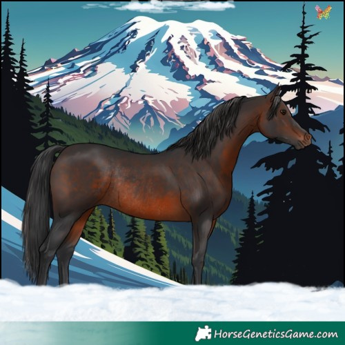 Horse Color:Brown Rabicano