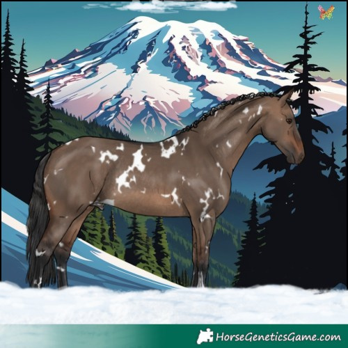 Horse Color:White Spotted Brown Dun Rabicano