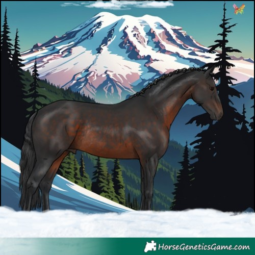 Horse Color:Brown Rabicano 