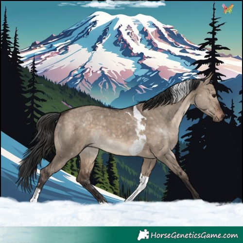 Horse Color:Brown Dun Tobiano Rabicano