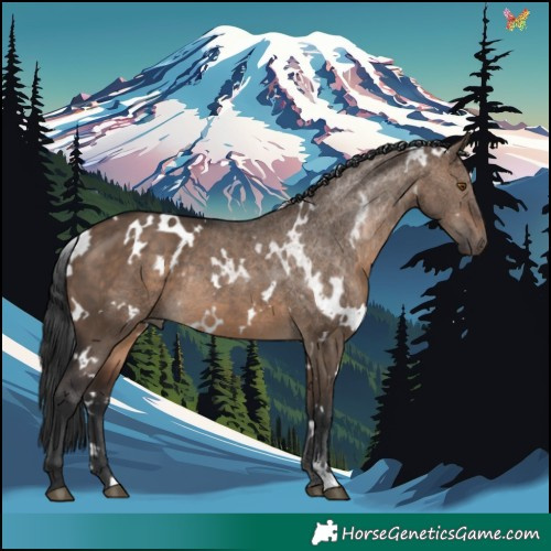 Horse Color:White Spotted Brown Dun Rabicano 