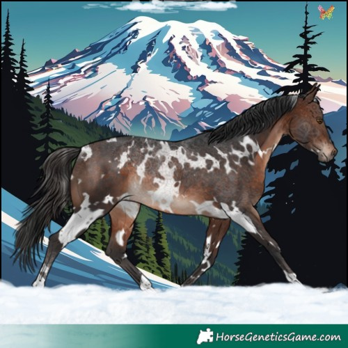 Horse Color:White Spotted Brown Mushroom Rabicano