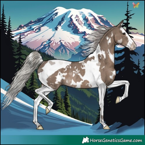 Horse Color:White Spotted Silver Grullo Splash Tobiano Rabicano