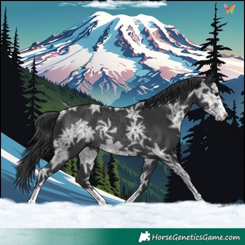 Horse Color:Black Ice Rabicano
