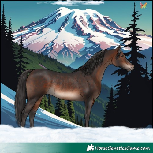 Horse Color:Brown Mushroom Rabicano