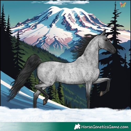 Horse Color:Blue Roan Mushroom Rabicano 