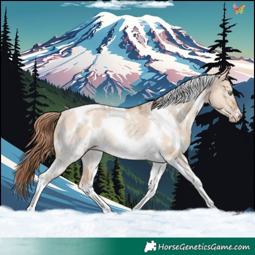 Horse Color:White Spotted Gold Champagne Dun Tobiano Rabicano