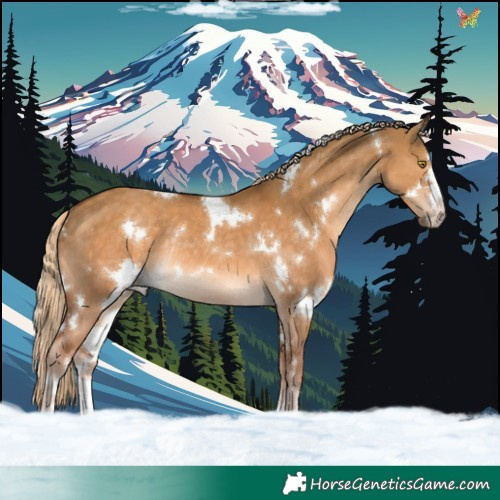Horse Color:White Spotted Chocolate Palomino Dun Rabicano
