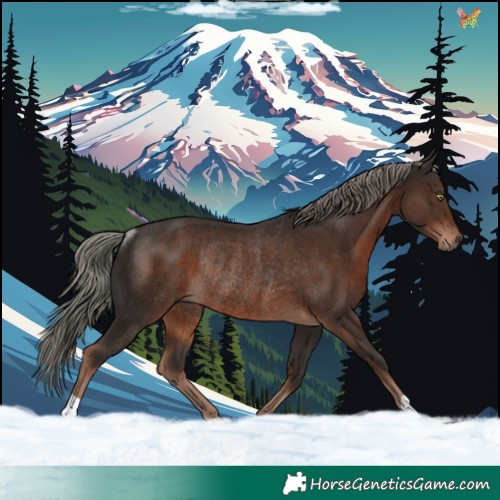 Horse Color:Liver Chestnut Mushroom Rabicano 