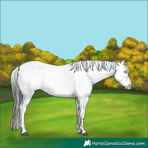 Horse Color:Blue Roan Frame 