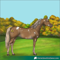 Horse Color:Gray White Spotted Chocolate Palomino Dun Appaloosa 