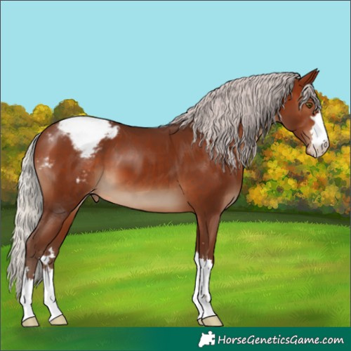 Horse Color:Silver Brown Appaloosa 