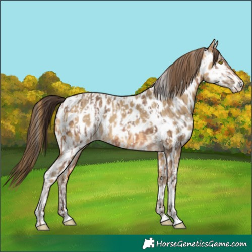 Horse Color:Amber Champagne Appaloosa  and Amber Cream Champagne Appaloosa 