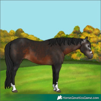 Horse Color:Gray Brown 