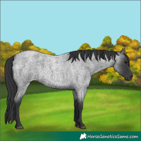 Horse Color:Blue Roan 