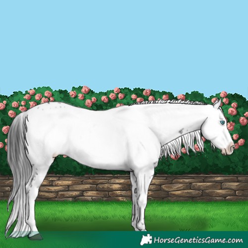 Horse Color:Black Frame 