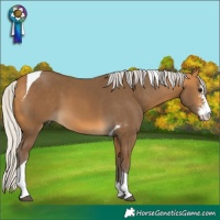 Horse Color:Silver Buckskin Sabino Tobiano 