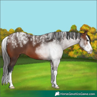 Horse Color:Powder White Brown Splash 
