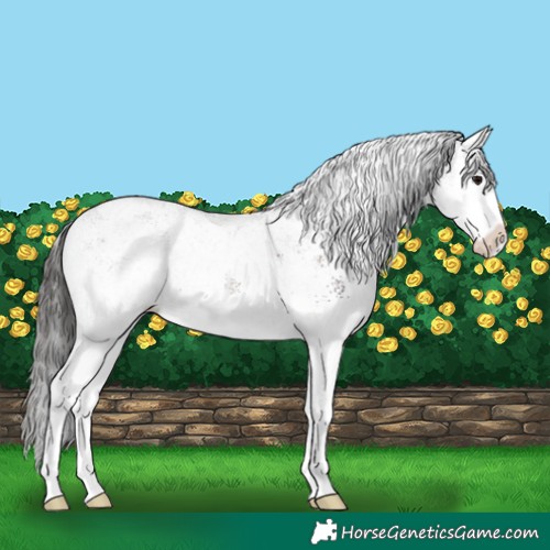 Horse Color:White Spotted Bay Splash