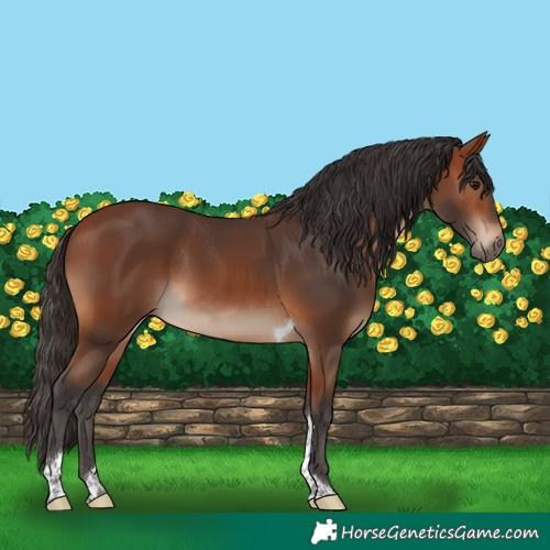 Horse Color:Bay Tobiano 