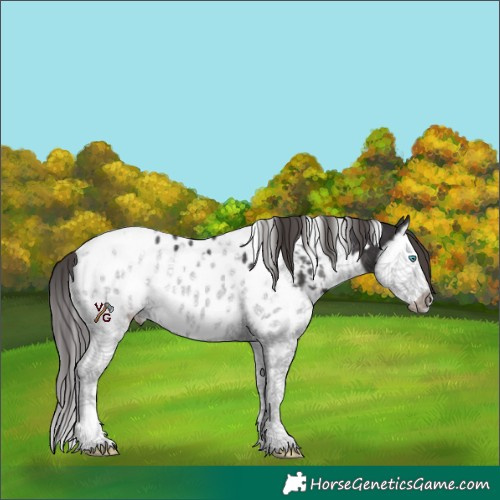 Horse Color:Unknown 