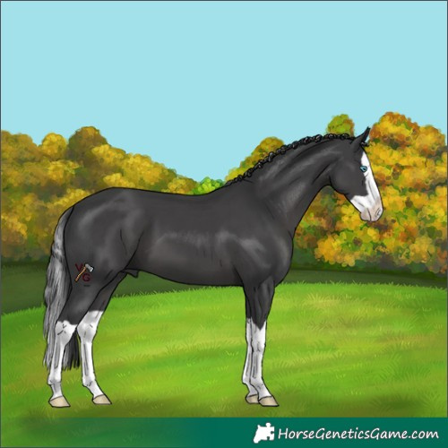 Horse Color:Unknown