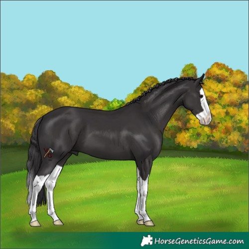 Horse Color:Unknown