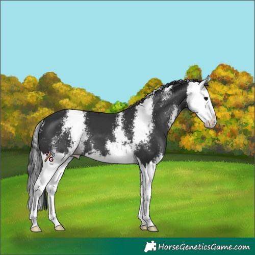 Horse Color:Unknown 
