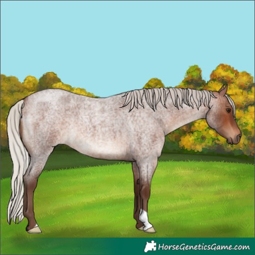 Horse Color:Silver Brown Roan 