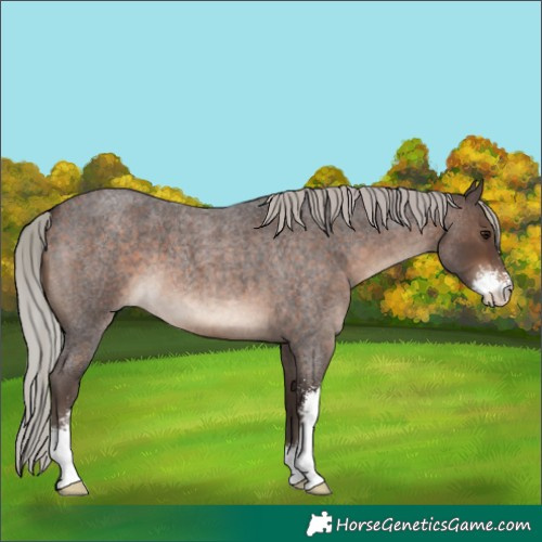 Horse Color:Silver Brown Roan Sabino 