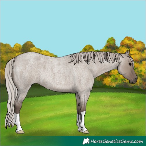 Horse Color:Silver Grullo Roan