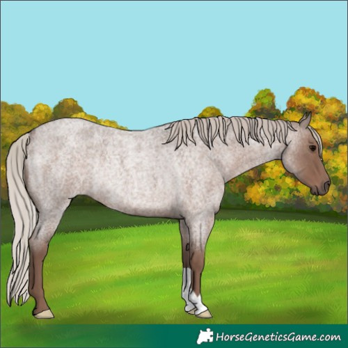 Horse Color:Silver Blue Roan Rabicano 