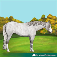 Horse Color:Silver Blue Roan